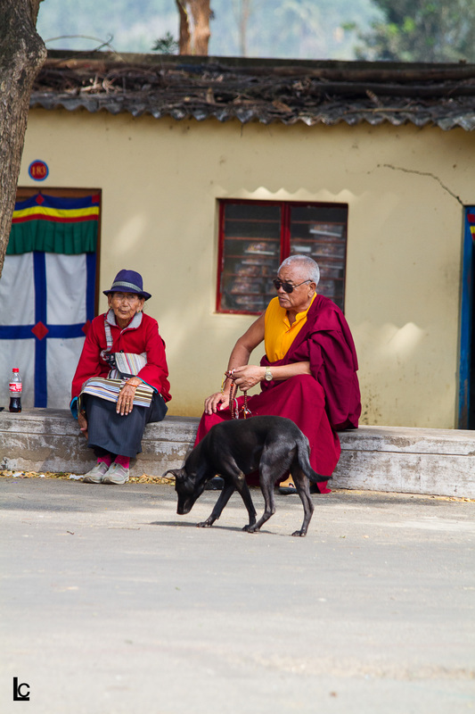 Lorenzo Cuevas Travel Photography India Golden Temple North India Monk Dog Cola 
